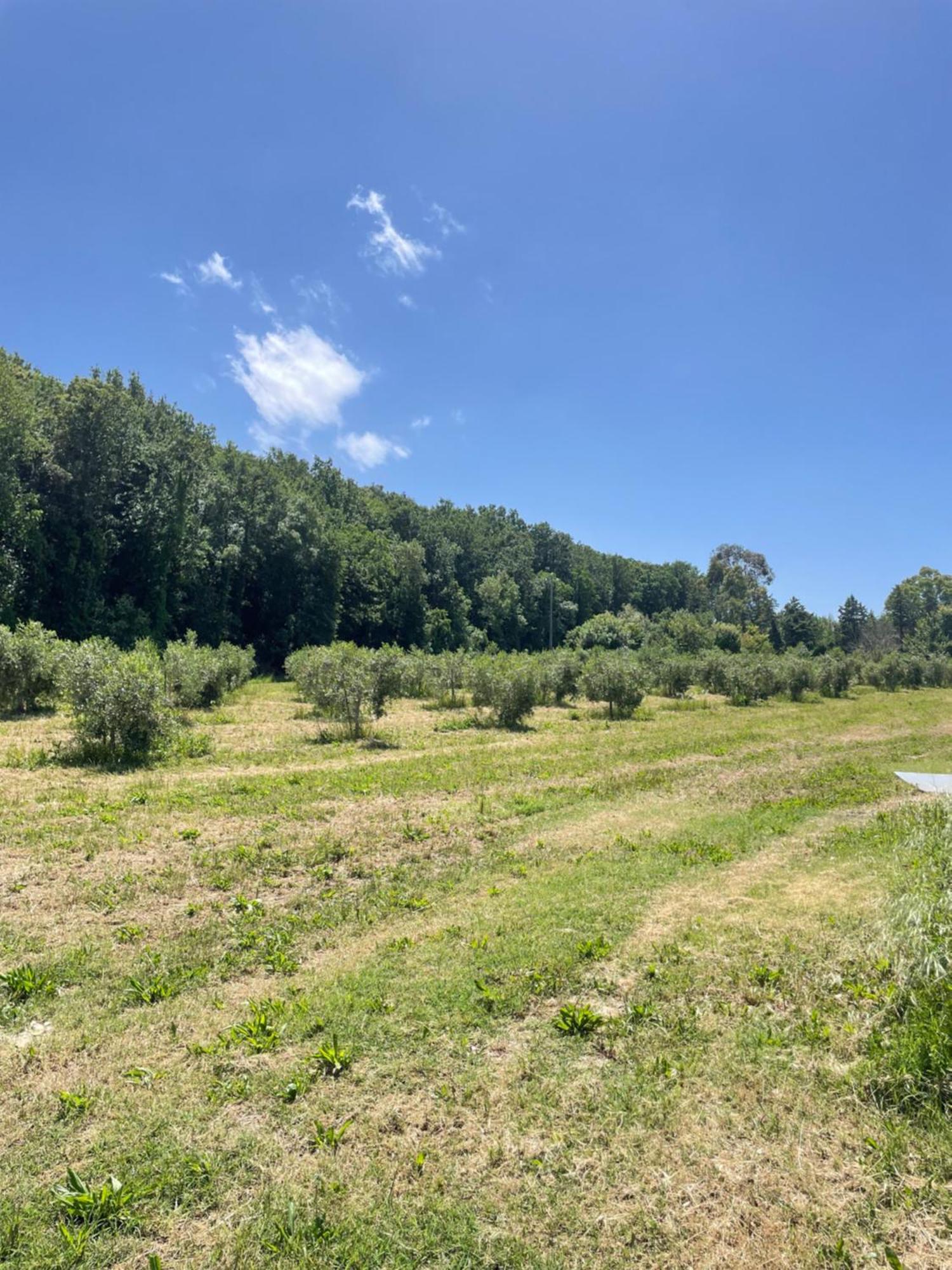 Il Leccio Agriturismo Fiorino Luaran gambar