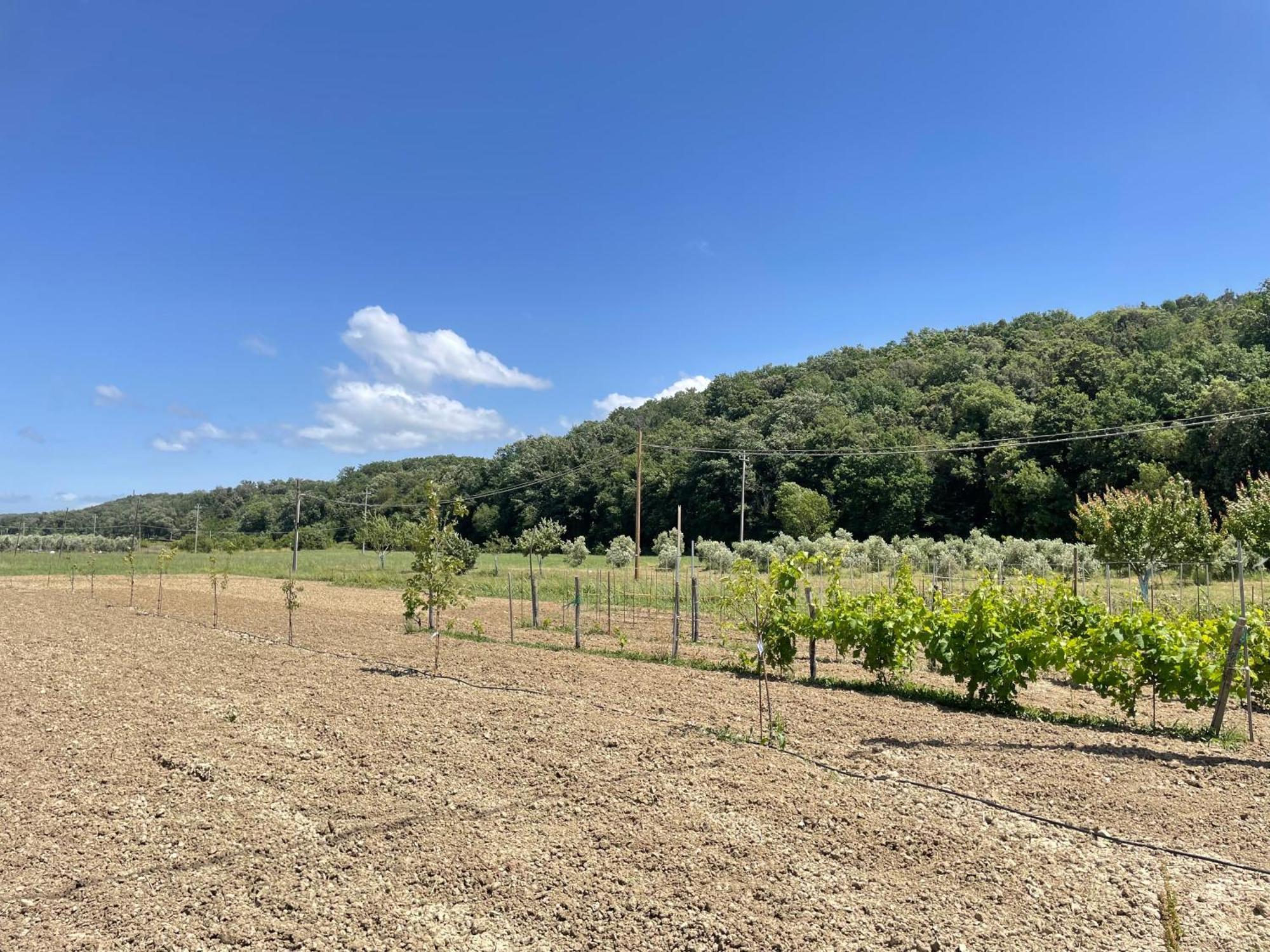 Il Leccio Agriturismo Fiorino Luaran gambar