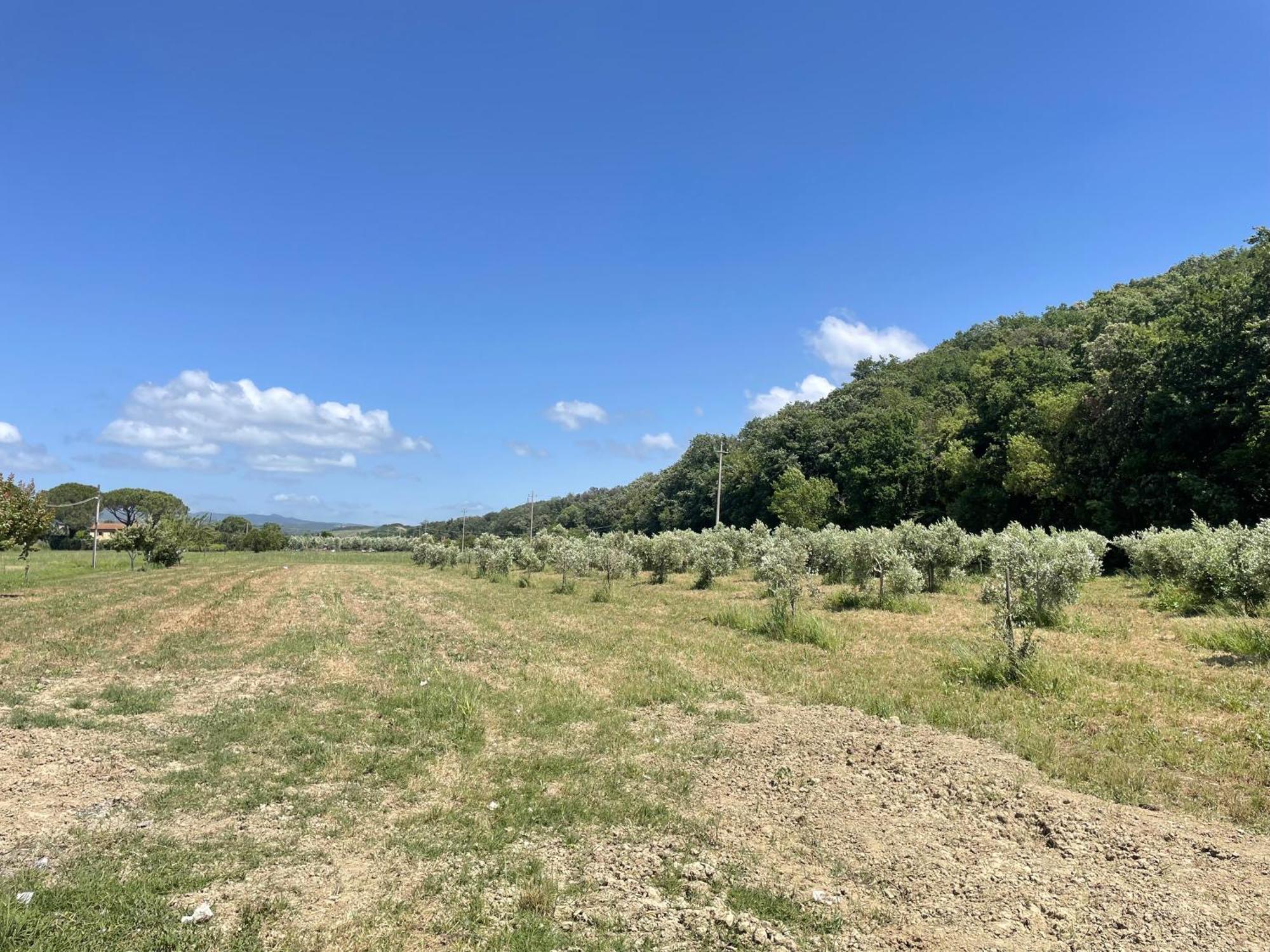 Il Leccio Agriturismo Fiorino Luaran gambar
